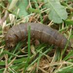 Craneflies: Pests of the Pacific Northwest