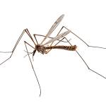 The common or marsh cranefly, Tipula oleracea, is considered a serious pest of turf and can complete two generations per year. (Provided by WSU Master Gardeners)