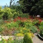 Mary Shane | WSU Master Gardeners                                 This Westport-area garden includes several perennials: The prominent, bright red flowers are Crocosmia, or &ldquo;Lucifer&rdquo;; on the far left, the purple tufty flowers are Liatris, or &ldquo;gay feather&rdquo;; and behind them are daylilies. At front left is Sedum, not yet in bloom.