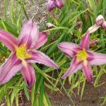Lily Lane cultivates more than 230 daylily varieties, including &ldquo;Blueberry Breakfast.&rdquo; (File photo)
