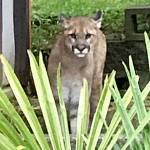 (Photo courtesy Brian Braaten) This cougar made its way into the backyard of a home on Earl Street at the top of Scammel Hill June 16.