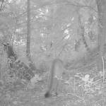 (Photo courtesy John Kugen) These two mountain lions were caught on a trail camera the morning of June 23 near Chilton Road. The two cats were in a patch of woods between Chilton and Friedlander Drive.