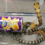 Man held after deadly king cobras smuggled into U.S. in potato chip cans