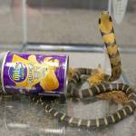 A king cobra beside a potato chip package after it was seized from a package en route to a home in Monterrey Park, Calif. (U.S. Attorney&rsquo;s Office for the Central District of California)