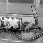 Man held after deadly king cobras smuggled into U.S. in potato chip cans
