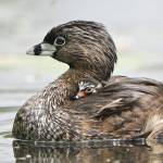 (Gregg Thompson) Pied-billed Grebe (Podilymbus podiceps)