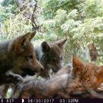 A remote trail camera captured three gray wolf pups playing in Lassen County, Calif. They are part of the second known family of the species in the state. (U.S. Forest Service/TNS)
