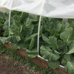 Tim and Amy Kredlo&rsquo;s property in Menlo is devoted to year-round food gardening in raised-bed hoop houses.