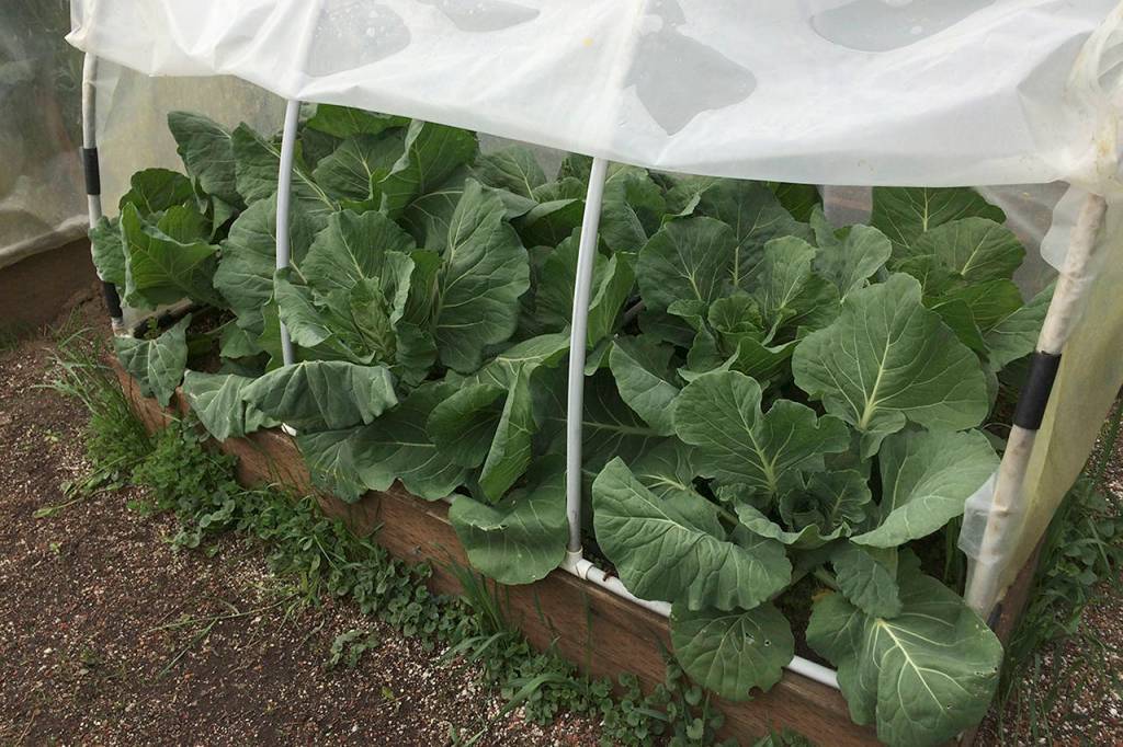 Tim and Amy Kredlo&rsquo;s property in Menlo is devoted to year-round food gardening in raised-bed hoop houses.