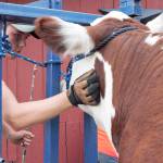 photos by Stephanie Morton | GH Newspaper Group                                TOP: Alex Marshall, of Montesano, calms his steer during the 2016 Grays Harbor County Fair. BOTTOM: The 2016 Grays Harbor County Fair drew 62,208 visitors.