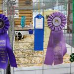 Stephanie Morton | GH Newspaper Group                                A guinea pig basks in the glow of victory at the 2016 Grays Harbor County Fair.
