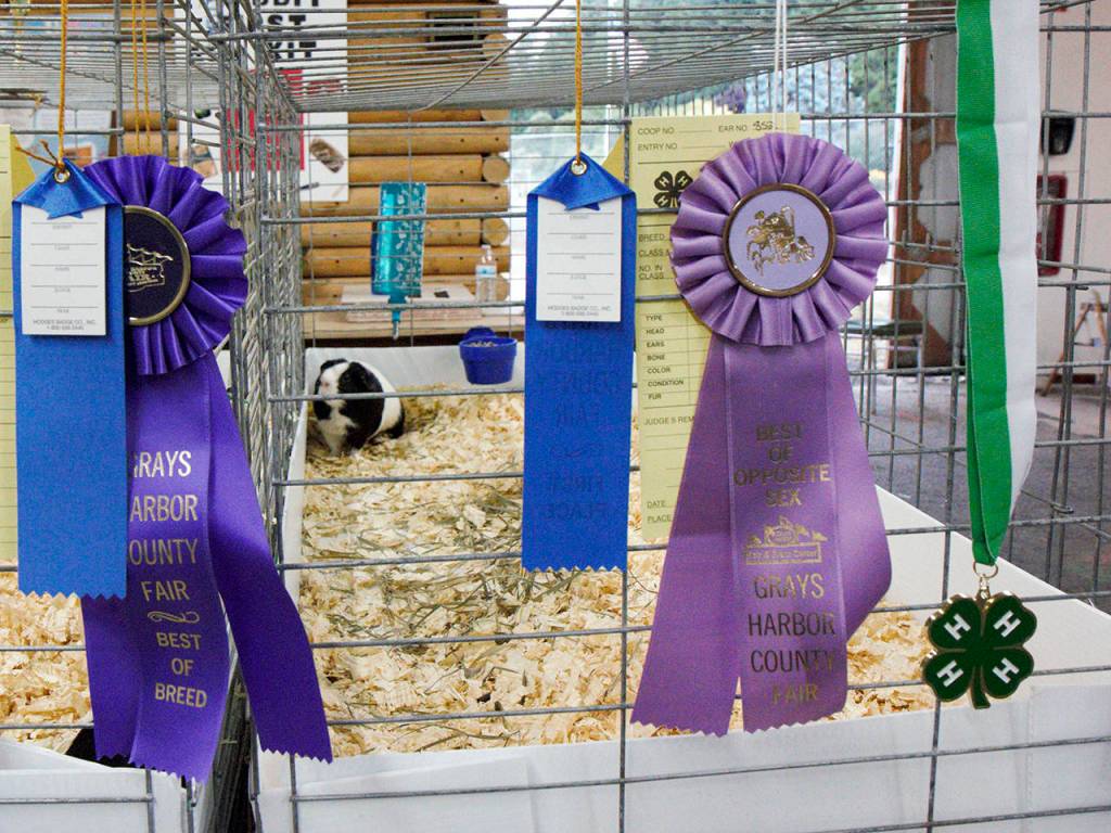 Stephanie Morton | GH Newspaper Group                                A guinea pig basks in the glow of victory at the 2016 Grays Harbor County Fair.