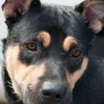Adoptable pet: Duke