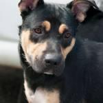 Adoptable pet: Duke