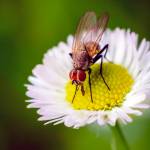 (Courtesy WSU Master Gardeners) Flower flies (also called hoverflies) are pollinators as well as insect-eaters.