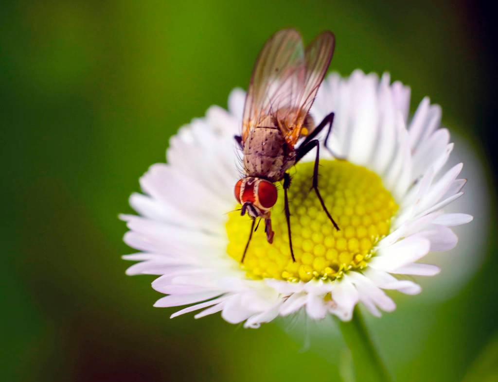 (Courtesy WSU Master Gardeners) Flower flies (also called hoverflies) are pollinators as well as insect-eaters.