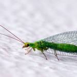 (Courtesy WSU Master Gardeners) Adult lacewings feed mostly on pollen and nectar, but their larvae eat several species of pests.