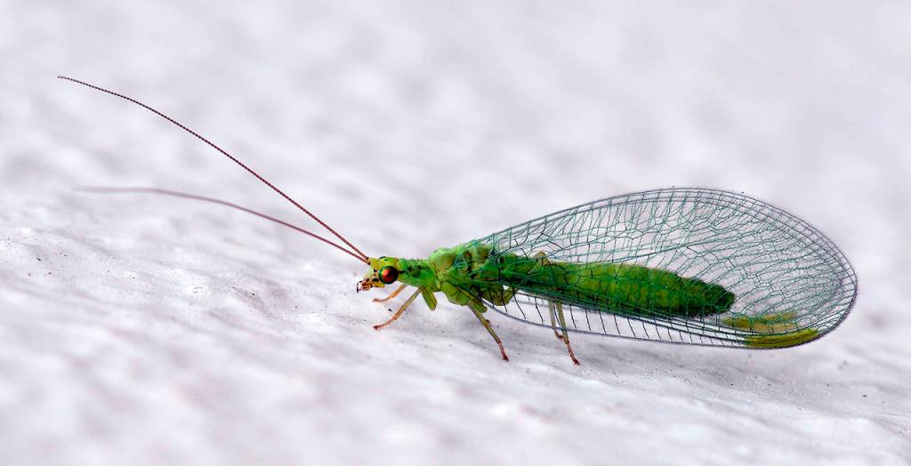 (Courtesy WSU Master Gardeners) Adult lacewings feed mostly on pollen and nectar, but their larvae eat several species of pests.
