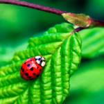 Master Gardener: Attracting beneficial bugs to the home garden