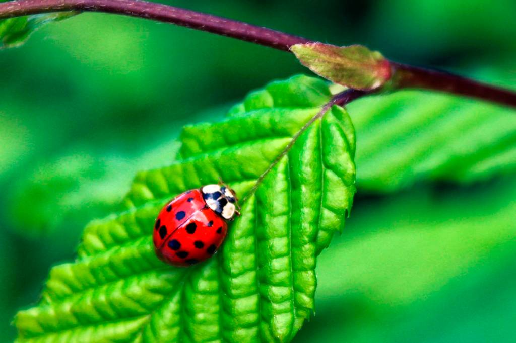 Master Gardener: Attracting beneficial bugs to the home garden