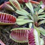 Master Gardener: Carnivorous plants do just fine in Pacific Northwest