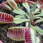 Photos courtesy WSU Master Gardeners                                Venus flytraps lie in wait like open hands that snap closed, trapping an insect as it wanders over the leaves looking for the source of a sweet smell.