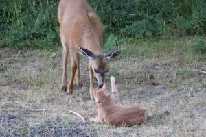 North Coast News: Bob the cat stands guard over the Ocean Shores garden against the hungry look from this fearless doe.