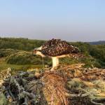 Osprey freed from tangled mess