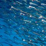 The scent of plastic trash makes fish think it’s food