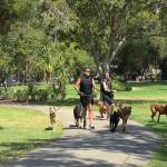 Fat cat? Pudgy pooch? Time to exercise