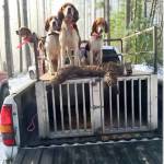 Eddy Dills&rsquo; hunting dogs with a dead bobcat on what the WDFW believes to be his truck after an illegal hunt in Oregon on Christmas of 2015 (WDFW)