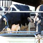 (Travis Rains | Grays Harbor Newspaper Group) Cows at Austin Dairy get a drink while waiting for their turn to head through the sorting gate to be milked.