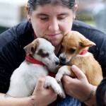 Virginia woman charters plane to rescue 300 animals as Hurricane Maria bore down on Caribbean