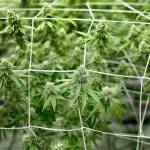 Adult cannabis plants grow inside a temperature-controlled room at a greenhouse in Desert Hot Springs, Calif. (Gina Ferazzi/Los Angeles Times)