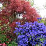 &ldquo;Blaney&rsquo;s blue&rdquo; rhododendron offers some bright contrast to a Japanese maple.