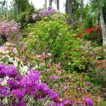With a plethora of hybrids, there’s a rhododendron for every occasion