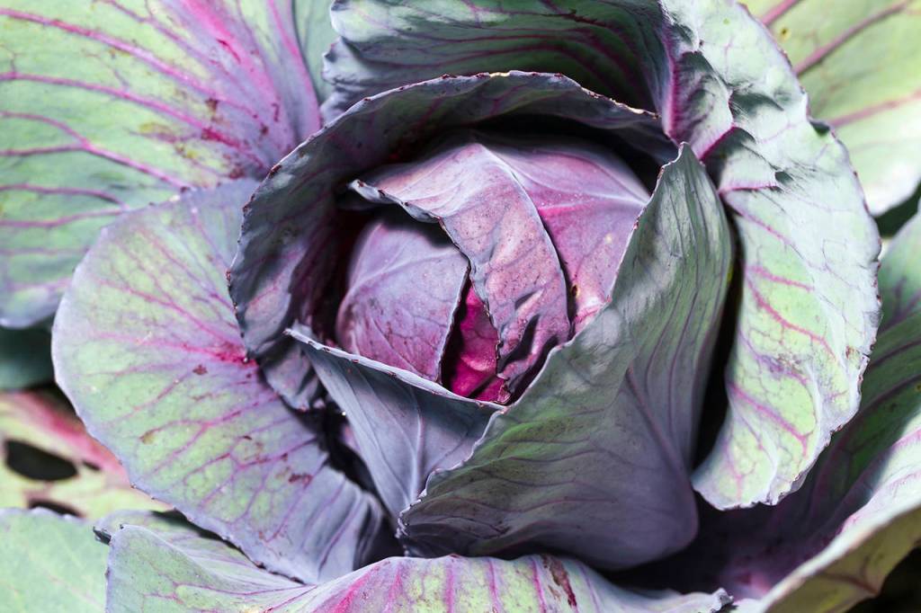 Enjoying fall and winter in your garden