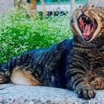 Walking cat is losing weight, finding celebrity