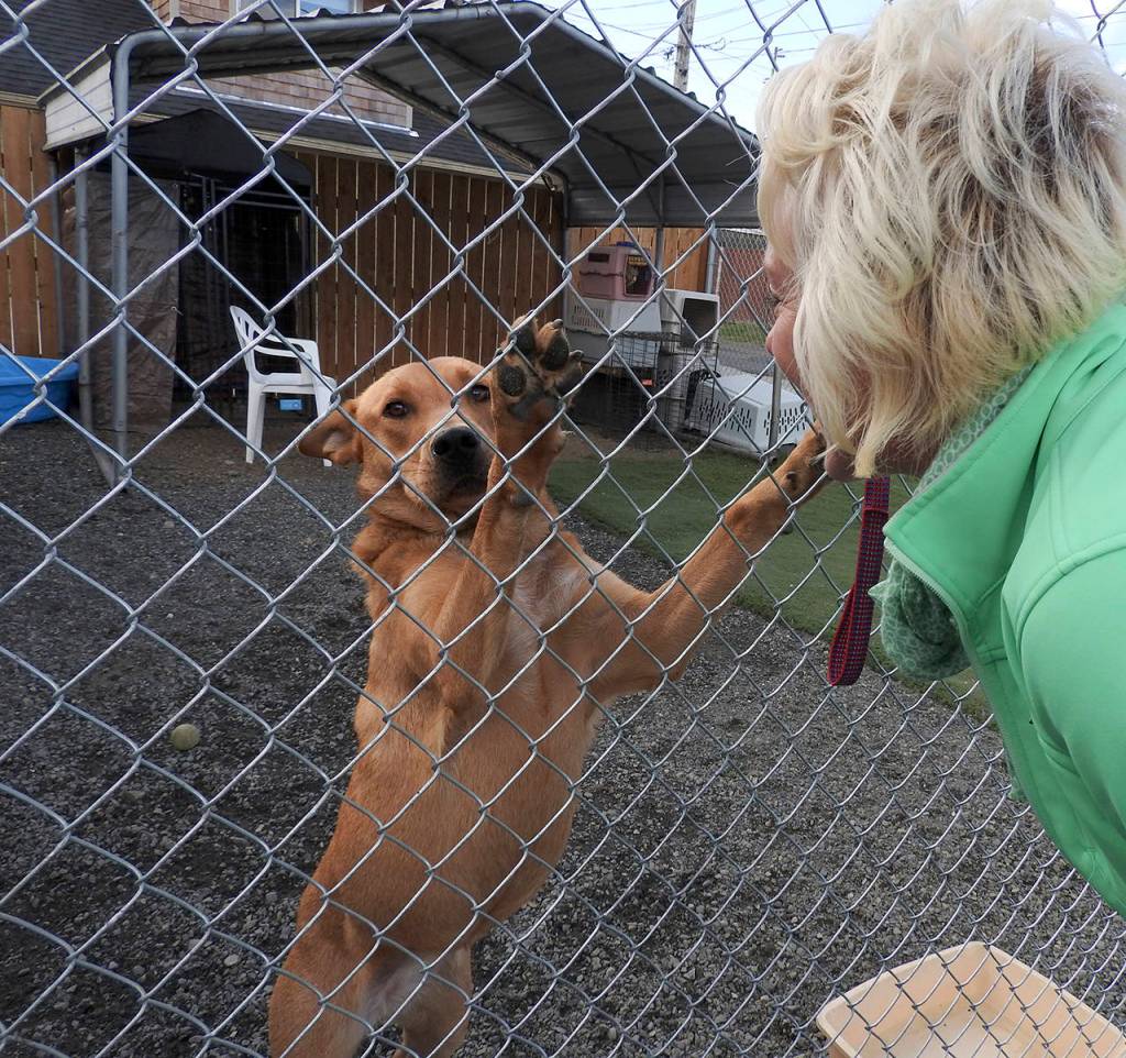 (Kat Bryant | The Daily World) Molle Bouche, board president of PAWS of Grays Harbor, visits a young dog with no known name during its outdoor play time.