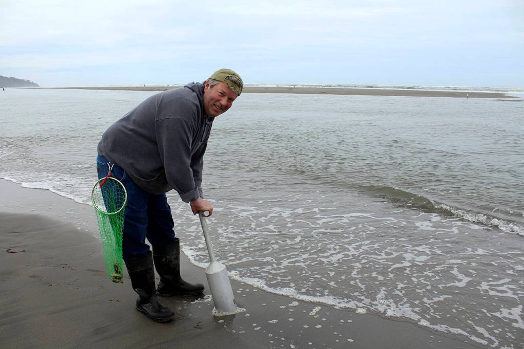 Photos courtesy Kristin Sullivan                                 John Speer of Shelton digs for clams during the Long Beach Razor Clam Festival in April. Razor clams have been a food staple for people along the Washington Coast for centuries, and clamming techniques have evolved during that time.