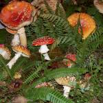 Fungi for all at Mushroom Festival at Lake Quinault