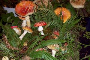 Fungi for all at Mushroom Festival at Lake Quinault