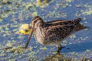 Grays Harbor Birds — Wilson’s Snipe