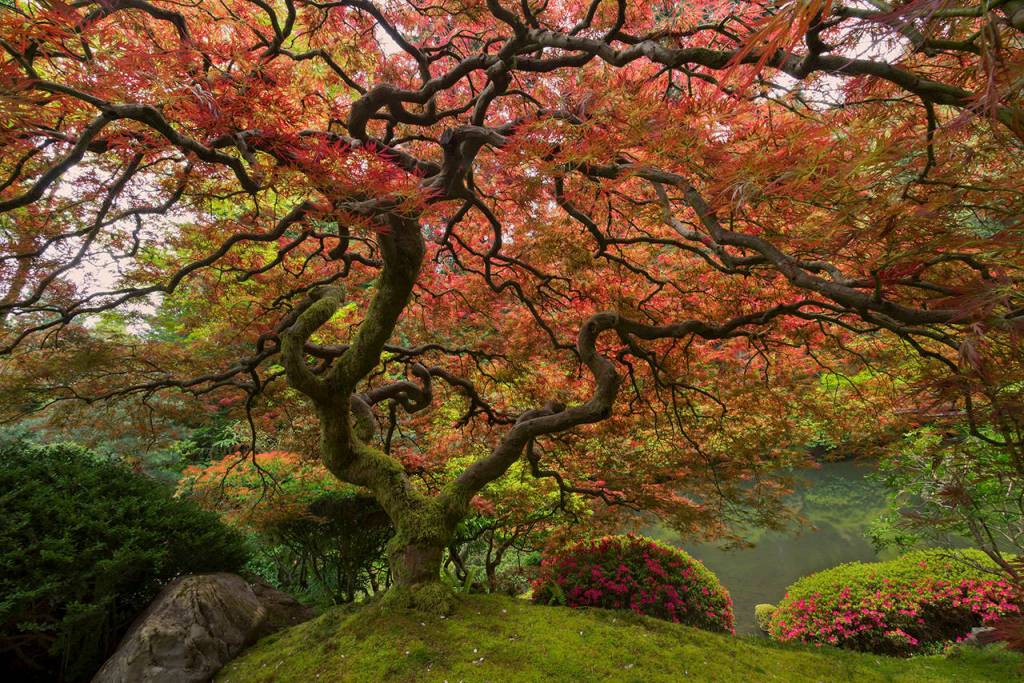 Photo by Scott McCracken                                This famous Japanese Maple is one of many beautiful sights at the Portland Japanese Garden.