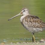 Grays Harbor Birds