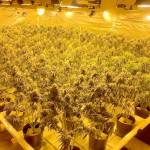 (Photo courtesy Grays Harbor County Sheriffs Office) Marijuana at a suspected illegal grow operation in Central Park outside Aberdeen. Officials from more than a dozen local, state and federal agencies took part in an investigation resulting in search warrants being served Tuesday morning on suspected illegal marijuana grow operations.