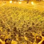 Suspected illegal pot grow operations busted in GH, Thurston and King counties