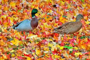 Grays Harbor Birds