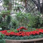 Indoor holiday plants make for lovely winter distractions