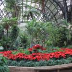 (Photo by Ewen Roberts) Holiday plant display at the Balboa Park Botanical Building in San Diego.